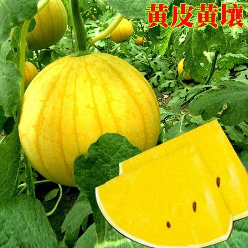 黄小宝西瓜种子黄皮黄肉黄心8424型冰麒麟抗裂小西瓜