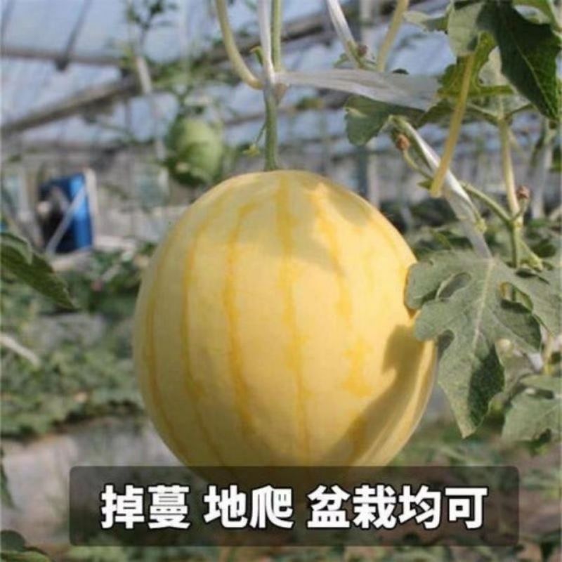 黄小宝西瓜种子黄皮黄肉黄心8424型冰麒麟抗裂小西瓜