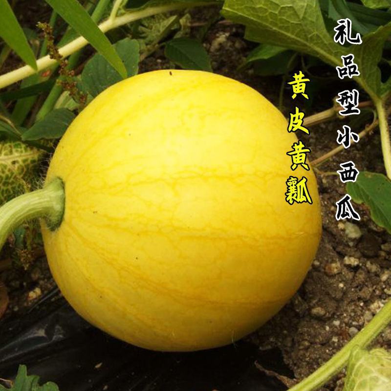黄小宝西瓜种子黄皮黄肉黄心8424型冰麒麟抗裂小西瓜