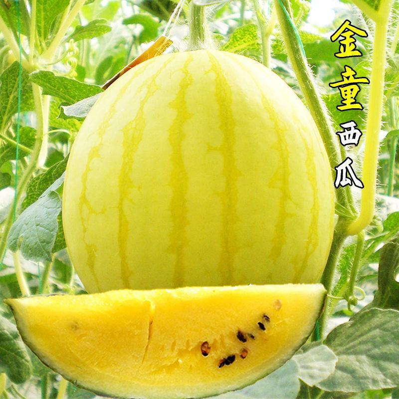 黄小宝西瓜种子黄皮黄肉黄心8424型冰麒麟抗裂小西瓜