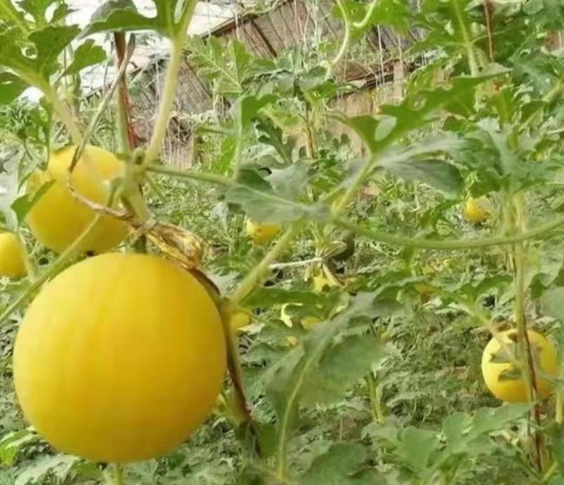 黄小宝西瓜种子黄皮黄肉黄心8424型冰麒麟抗裂小西瓜