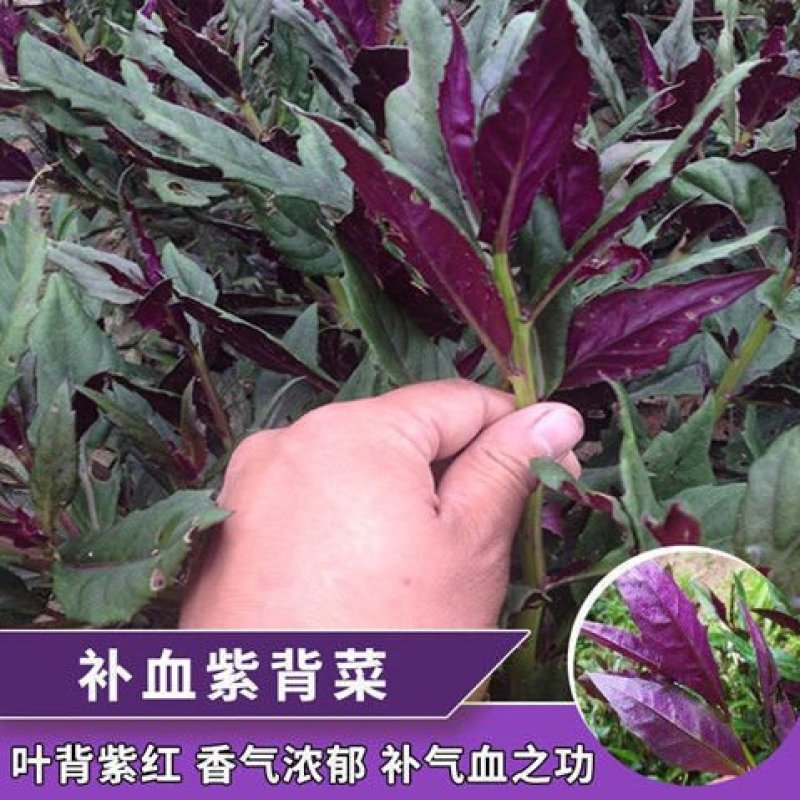 紫背菜种子天葵血皮菜红凤菜四川特色观音菜蔬菜