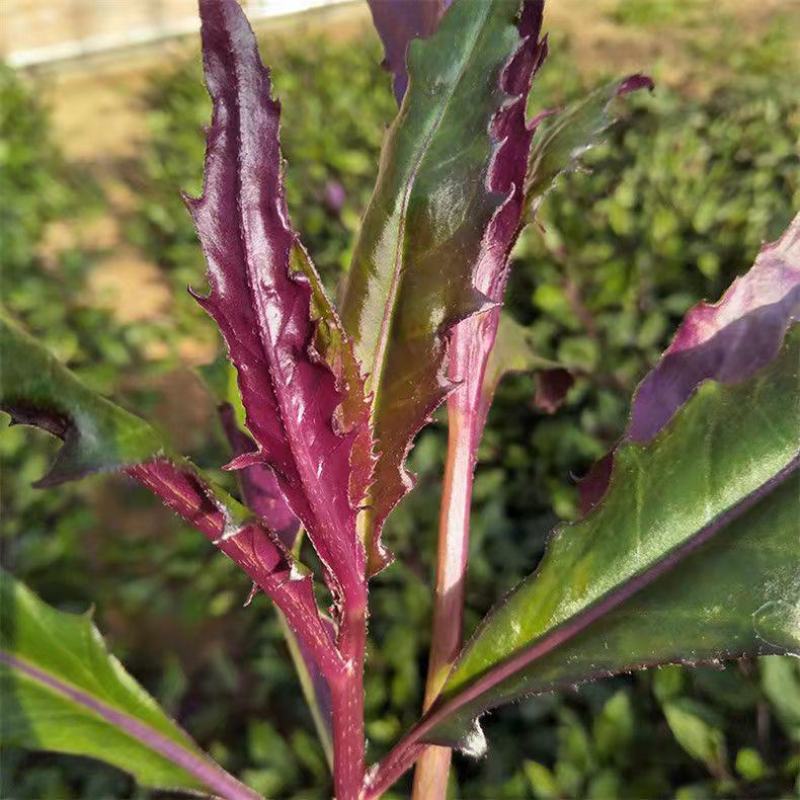 紫背菜种子天葵血皮菜红凤菜四川特色观音菜蔬菜