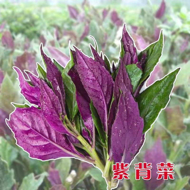 紫背菜种子天葵血皮菜红凤菜四川特色观音菜蔬菜