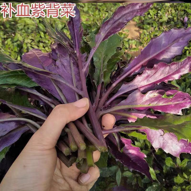 补血紫背菜种子天葵血皮菜红凤菜四川特色观音菜蔬菜