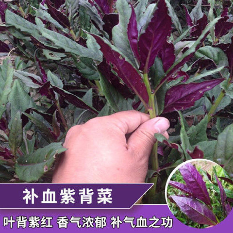 紫背菜种子天葵血皮菜红凤菜四川特色观音菜蔬菜