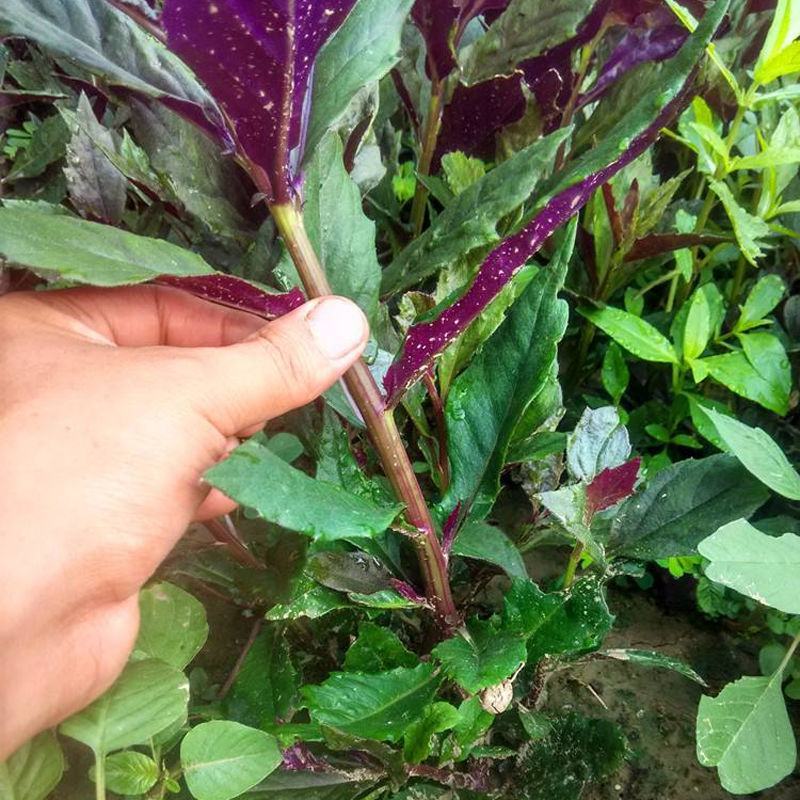紫背菜种子天葵血皮菜红凤菜四川特色观音菜蔬菜