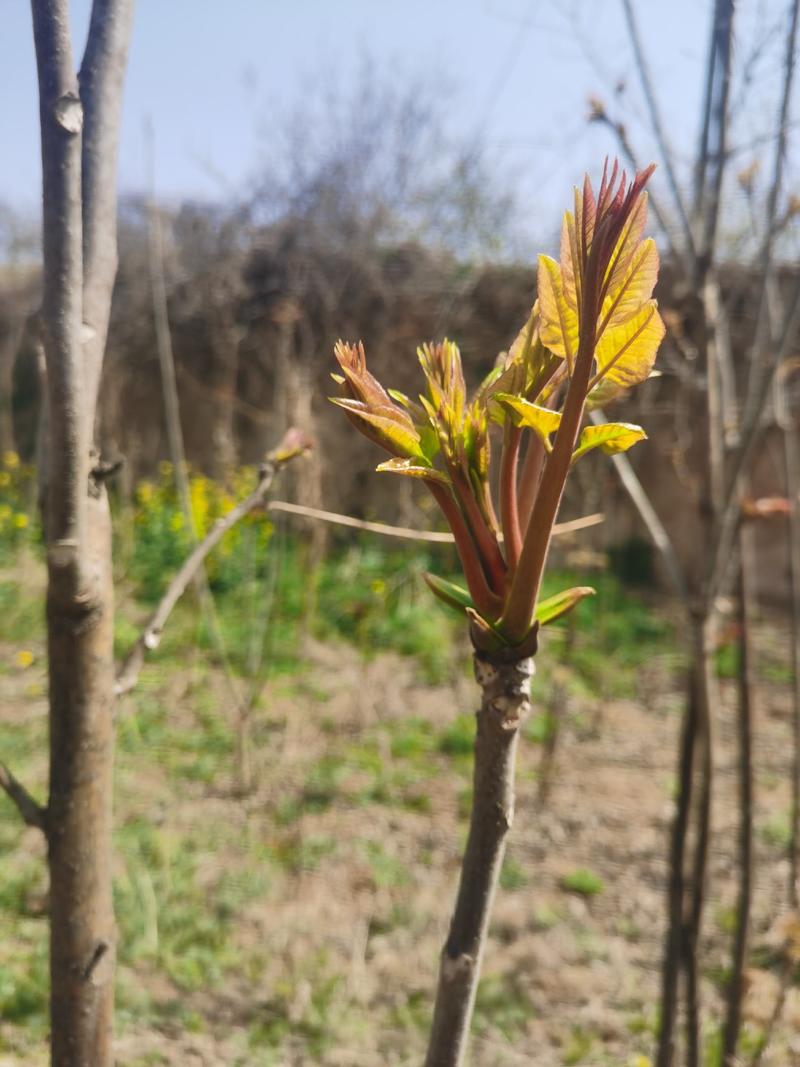 18公分一级香椿芽