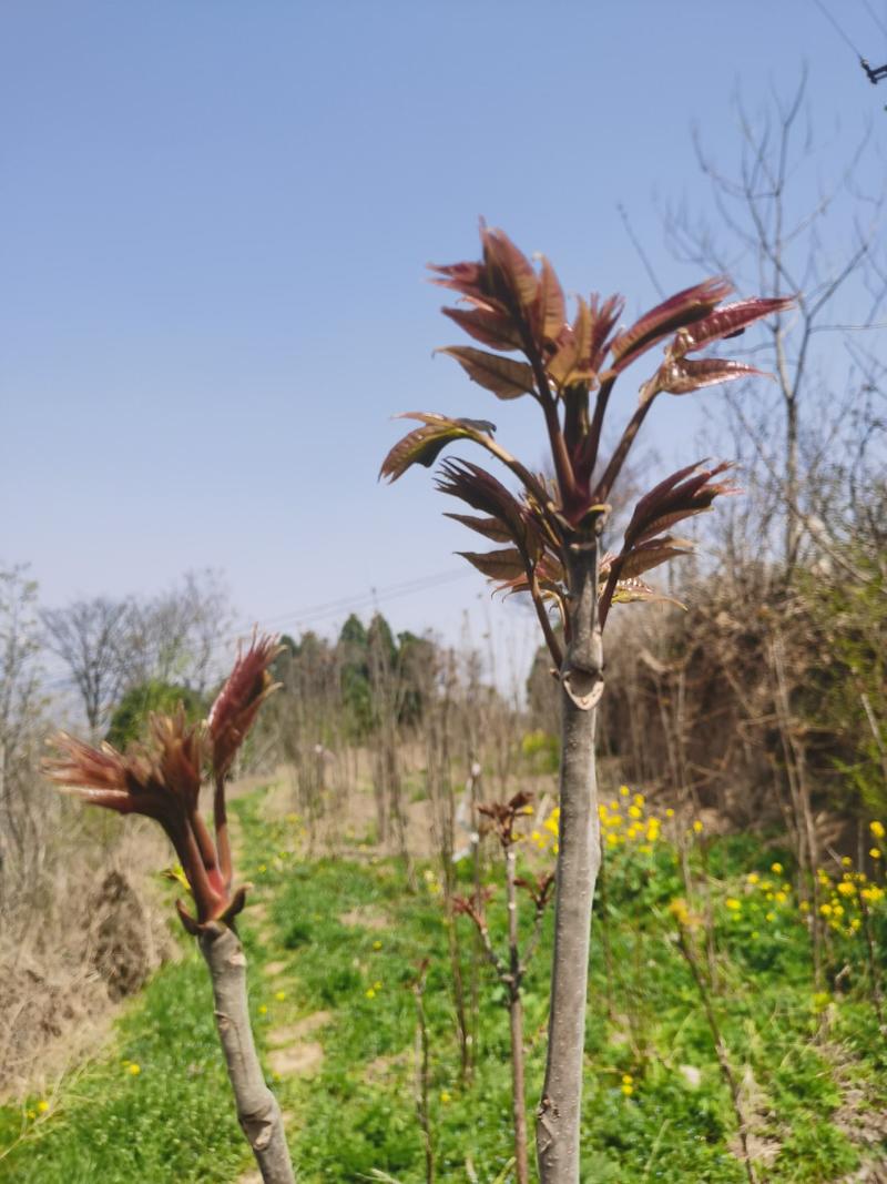 18公分一级香椿芽