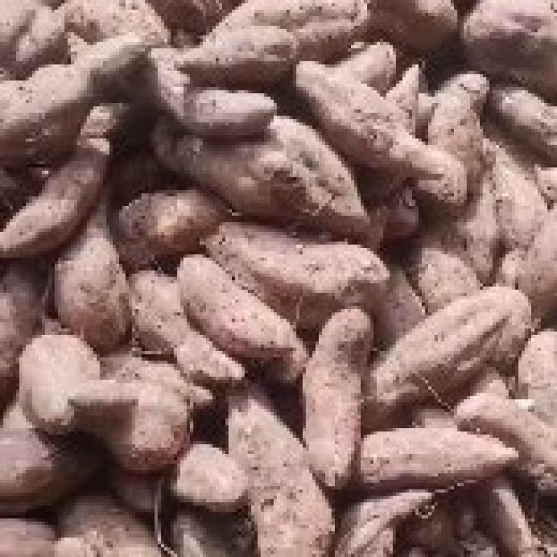 苏8红薯