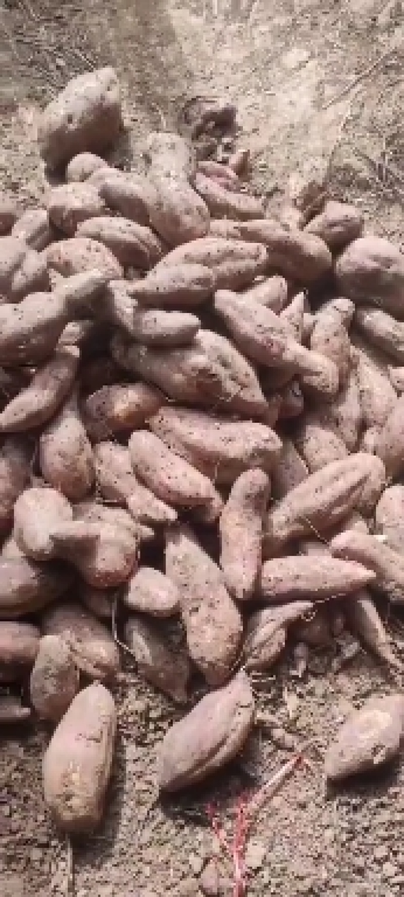 苏8红薯