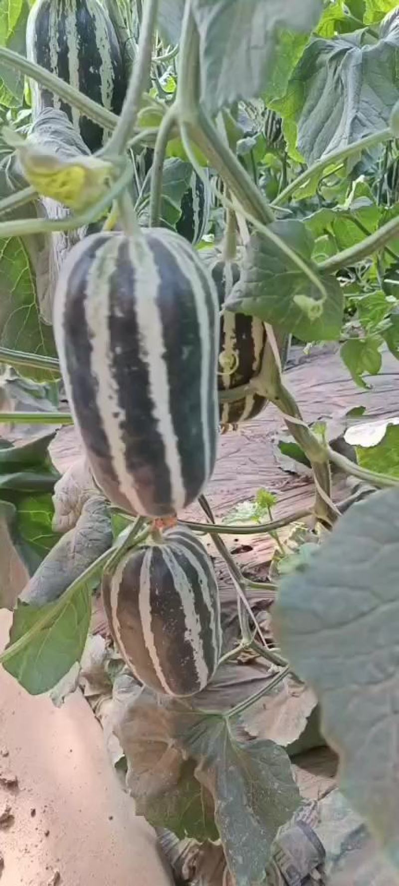 （全国发货）河北饶阳博洋甜瓜新鲜上市货源充足薄利多销