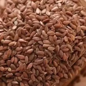 亚麻籽俄罗斯进口棕色亚麻籽颗粒饱满全国发货