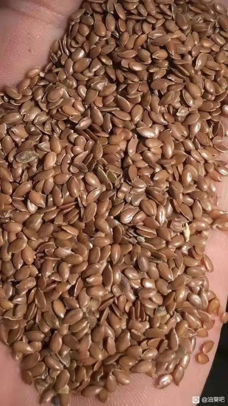 亚麻籽俄罗斯进口棕色亚麻籽颗粒饱满全国发货