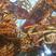 澳大利亚南澳龙虾，塔省龙虾，活体龙虾和冷冻龙虾规格齐全