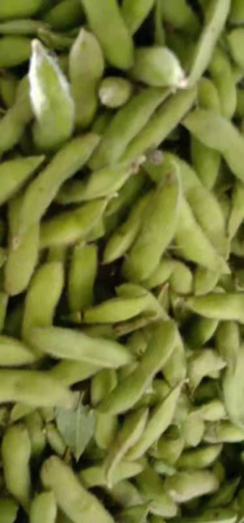 精品毛豆，优质毛豆，大量上市产地发货，供应各大商超市场全国