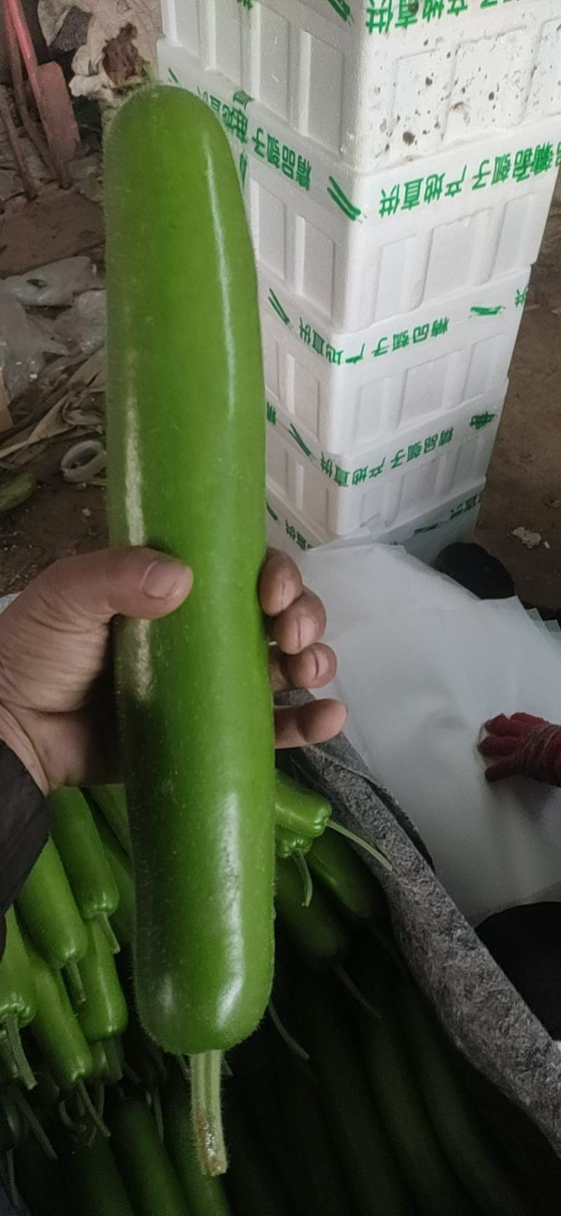 冷棚精品瓠子瓜吊蒲蒲瓜夜开花