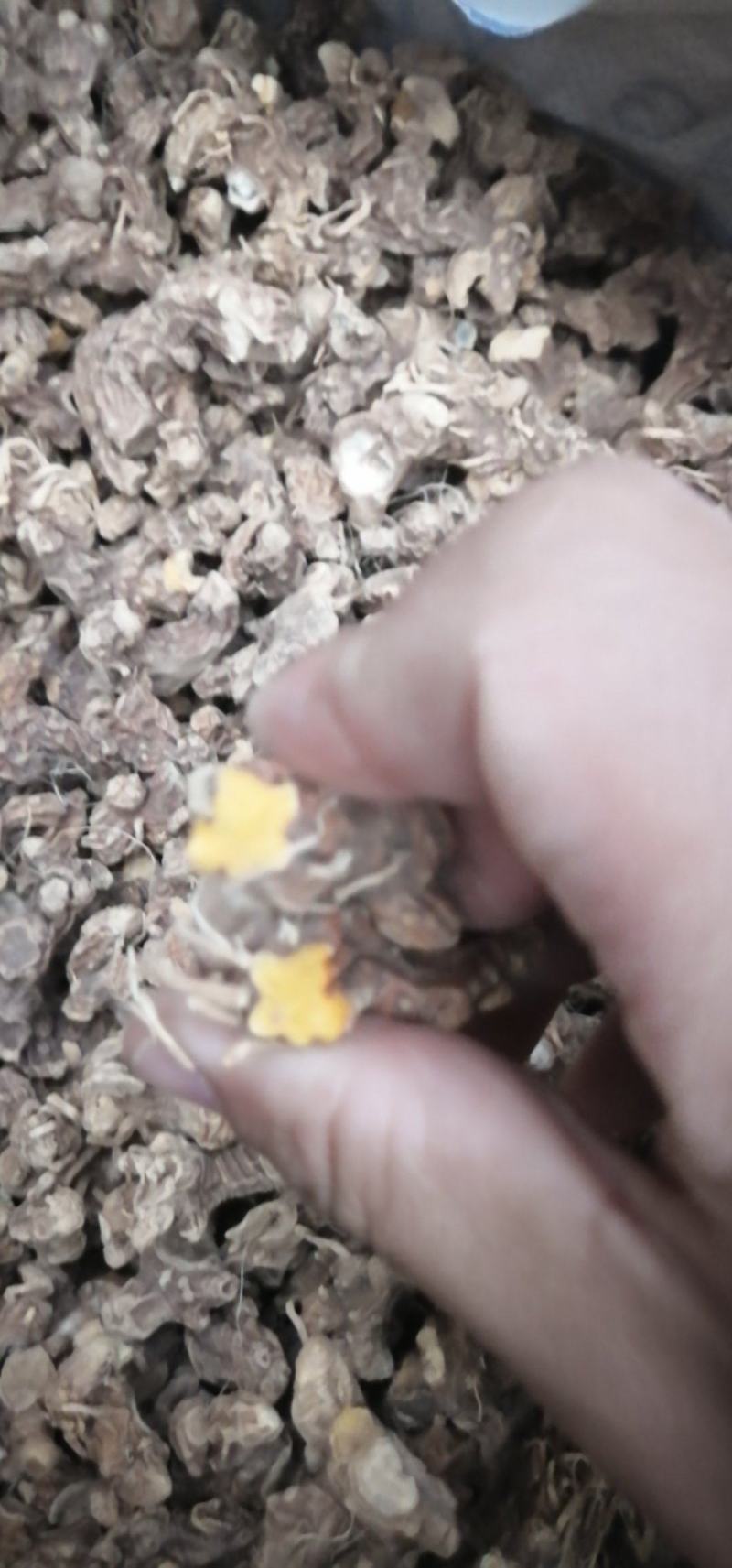 三年射干个子，上滚筒。
