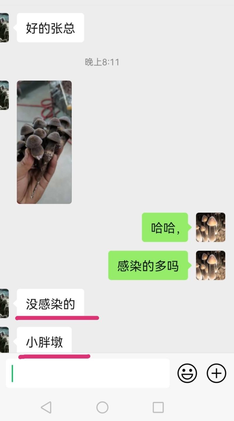 【牛商推荐】黑皮鸡枞菌包常年钻研包教会种植技术