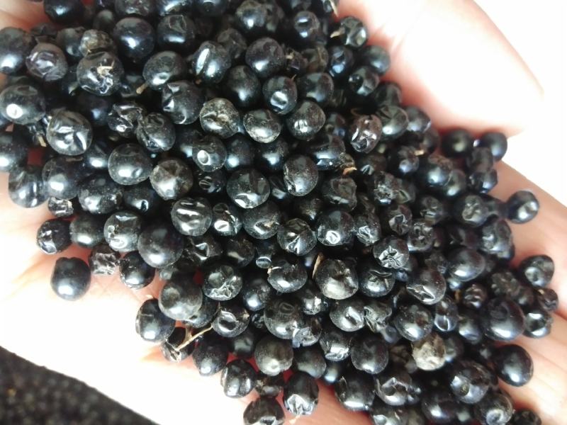 种植户出售射干种子2025年手工收新种子