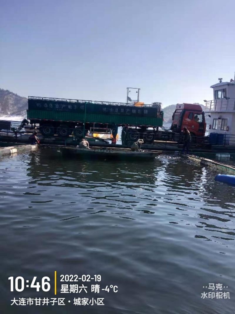 网箱鱼淡水鱼大全