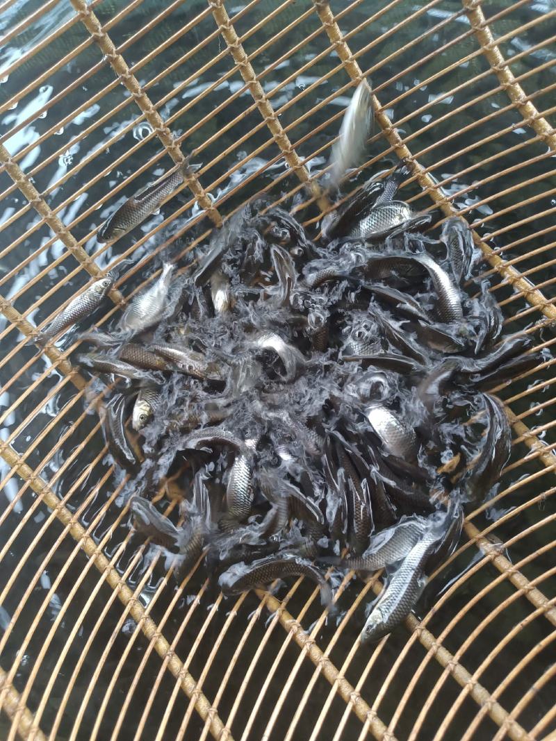 清波鱼