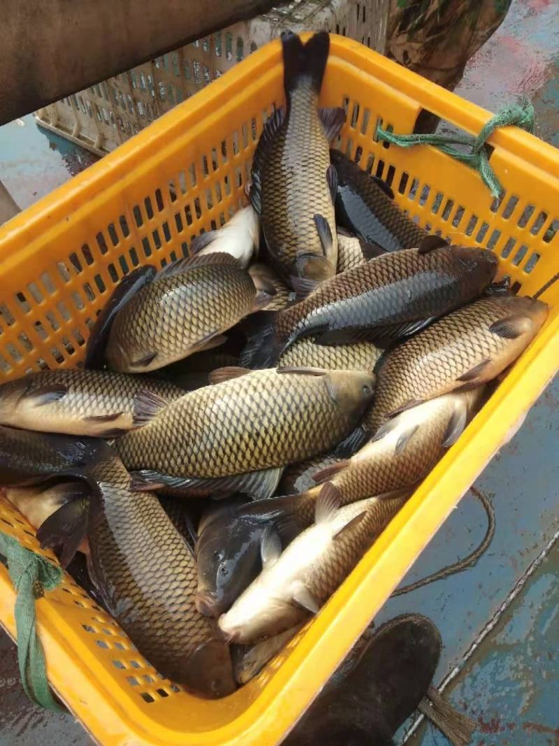 淡水鱼大全