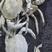 澳大利亚雪蟹，澳洲雪蟹四种规格，活体直达国内。规格齐全