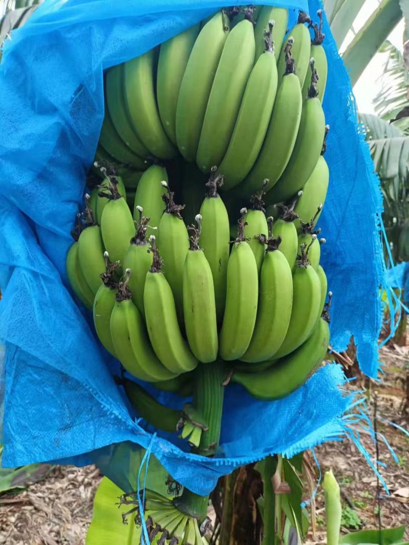 香蕉