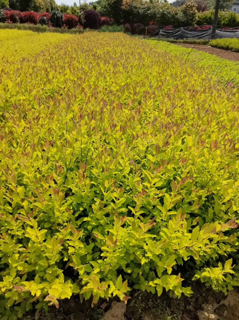 产地批发彩叶色块金冠雨贞工程苗金冠女贞毛球金冠雨贞杯苗