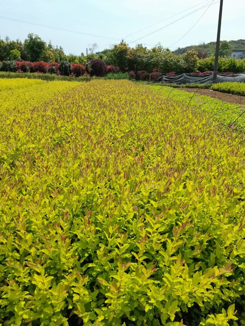 产地批发彩叶色块金冠雨贞工程苗金冠女贞毛球金冠雨贞杯苗