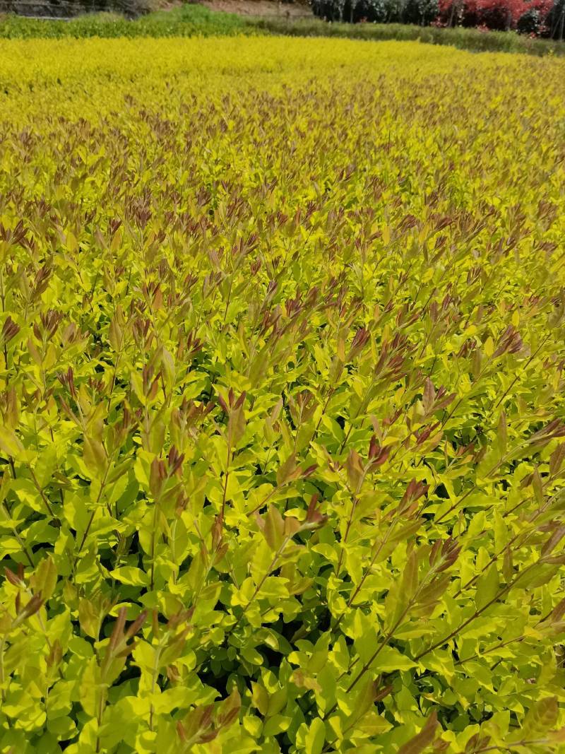 产地批发彩叶色块金冠雨贞工程苗金冠女贞毛球金冠雨贞杯苗