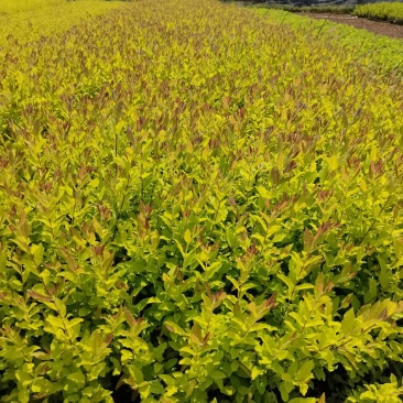 产地批发彩叶色块金冠雨贞工程苗金冠女贞毛球金冠雨贞杯苗