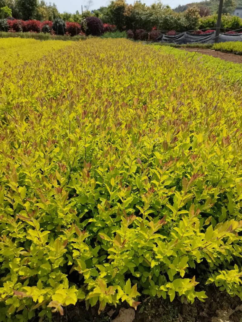 产地批发彩叶色块金冠雨贞工程苗金冠女贞毛球金冠雨贞杯苗