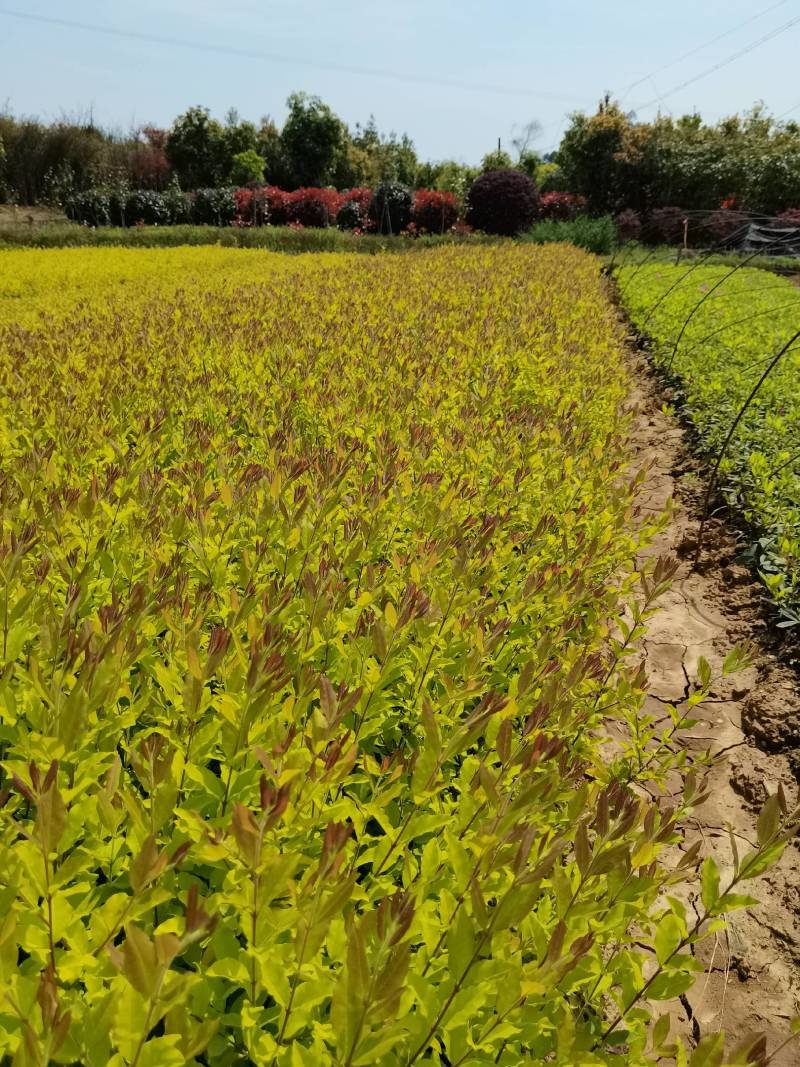 产地批发彩叶色块金冠雨贞工程苗金冠女贞毛球金冠雨贞杯苗