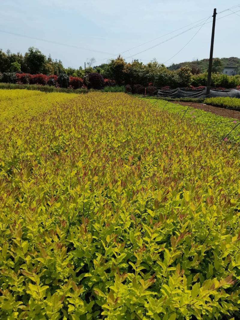 产地批发彩叶色块金冠雨贞工程苗金冠女贞毛球金冠雨贞杯苗