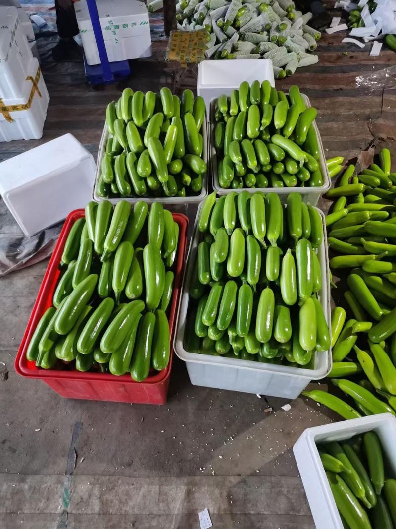 河南博爱万亩蔬菜基地，小瓜西胡芦大量现货欢迎全国客户定货