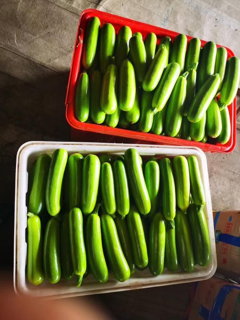 河南博爱万亩蔬菜基地，小瓜西胡芦大量现货欢迎全国客户定货