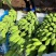广东省湛江市粉蕉皇帝蕉香蕉产地直发货量充足量大从优