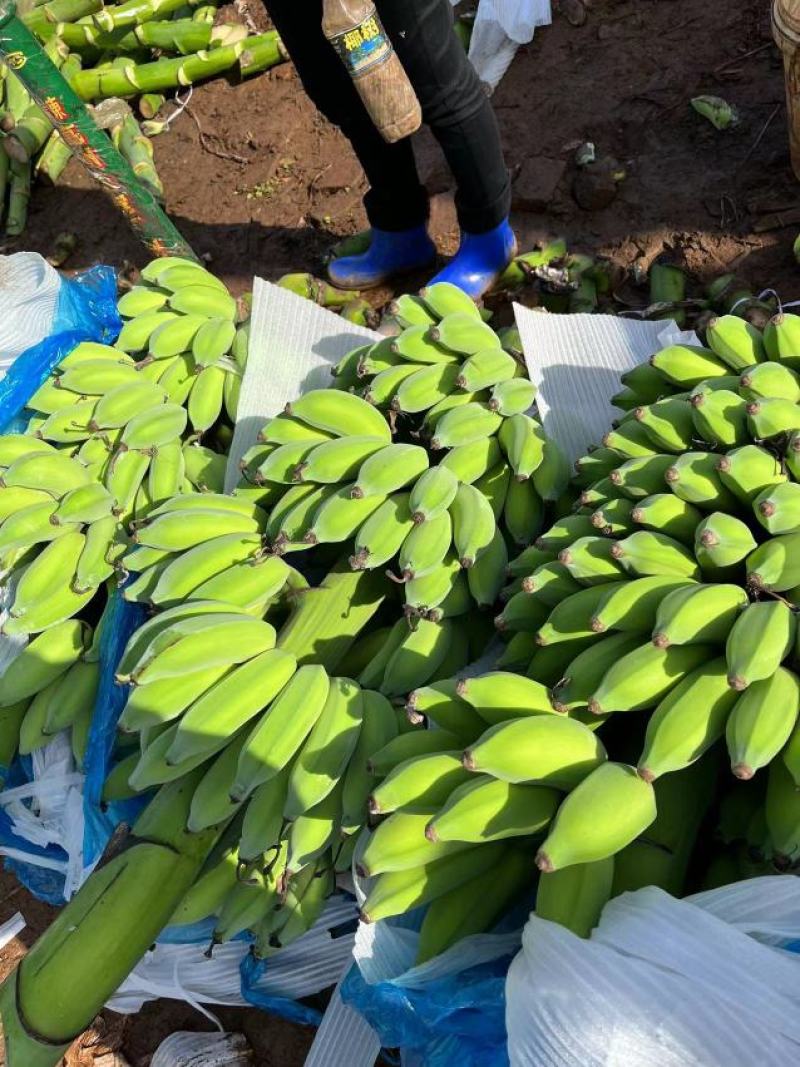 广东省湛江市粉蕉皇帝蕉香蕉产地直发货量充足量大从优