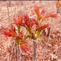 头茬香椿芽，