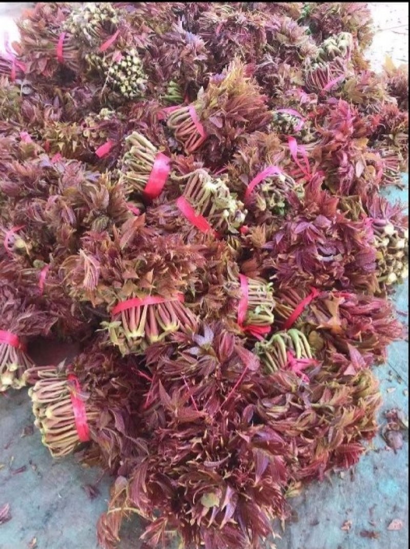 头茬香椿芽，
