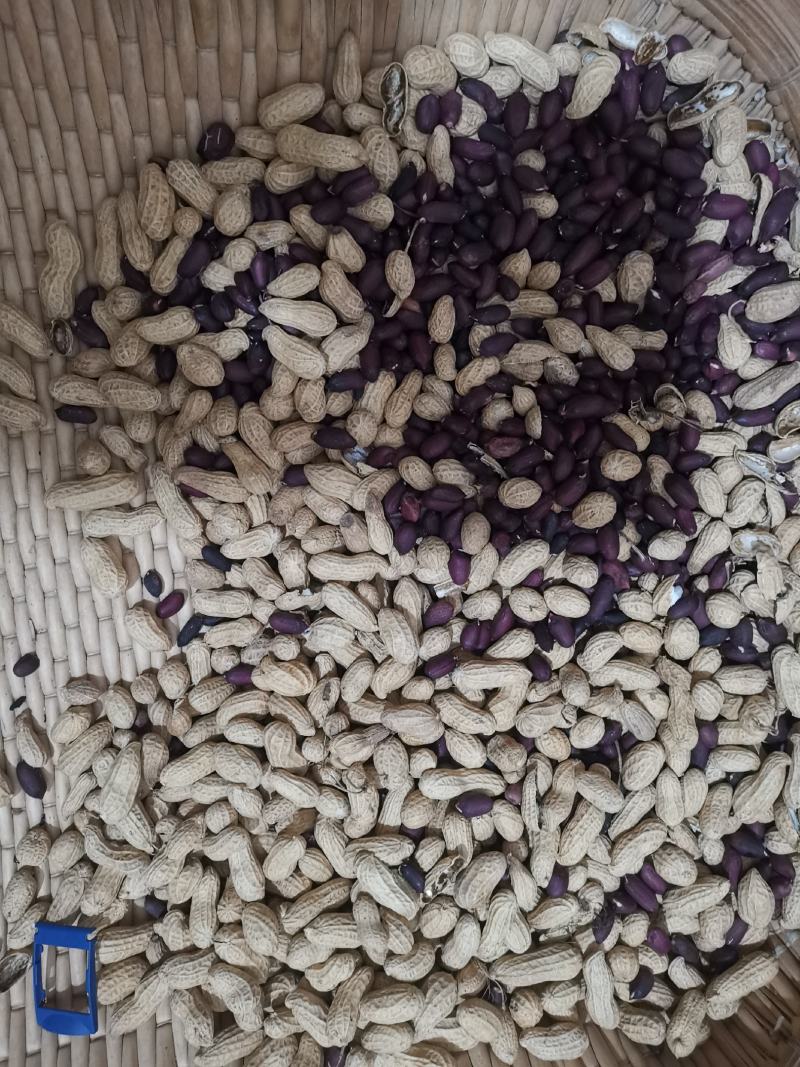 黑花生沙土地种植手选果富硒黑花生