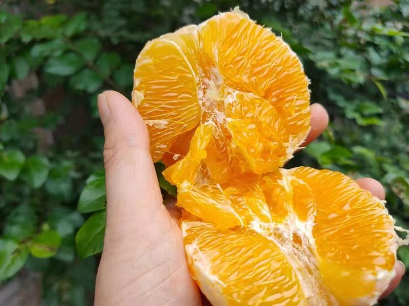 【夏橙】秭归橙子电商果市场商超地摊价钱实惠水份充足代发
