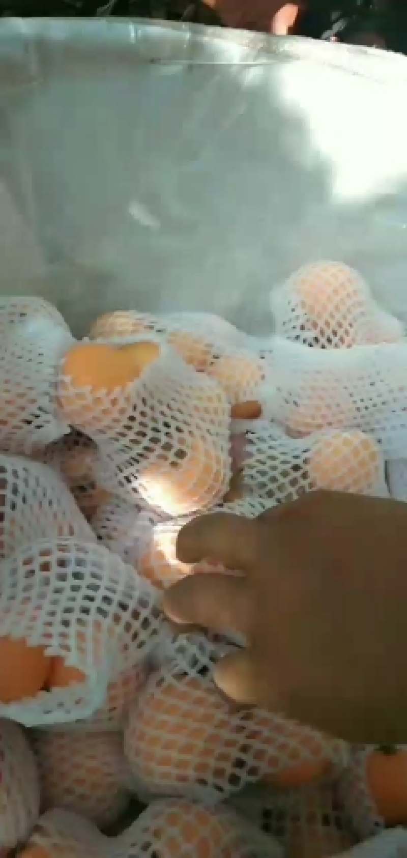 大五星枇杷，汉源的枇杷量大，品种好，口感佳，诚信代办，
