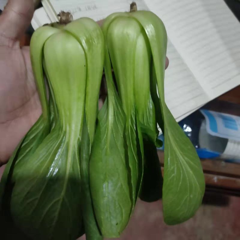 【精选】上海青小油菜大量供应质量有保障价格优惠，产地直发
