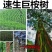 桉树种子速生桉树大叶小叶桉树美国巨桉树种