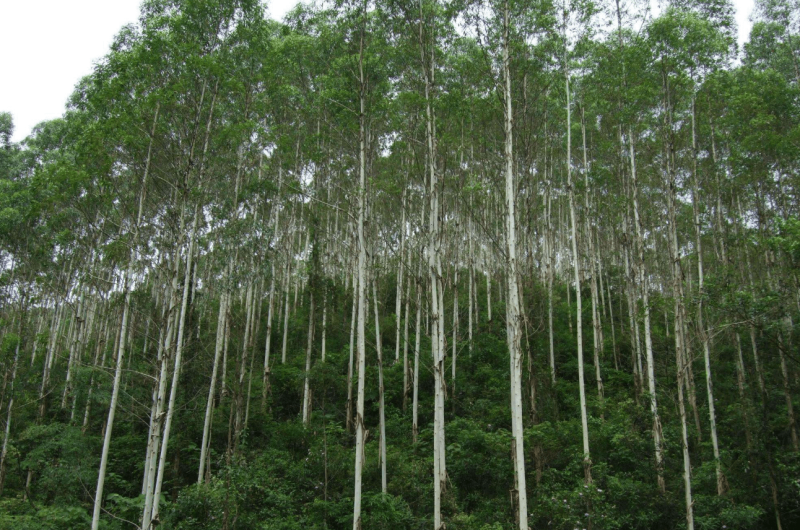 桉树种子速生桉树大叶小叶桉树美国巨桉树种