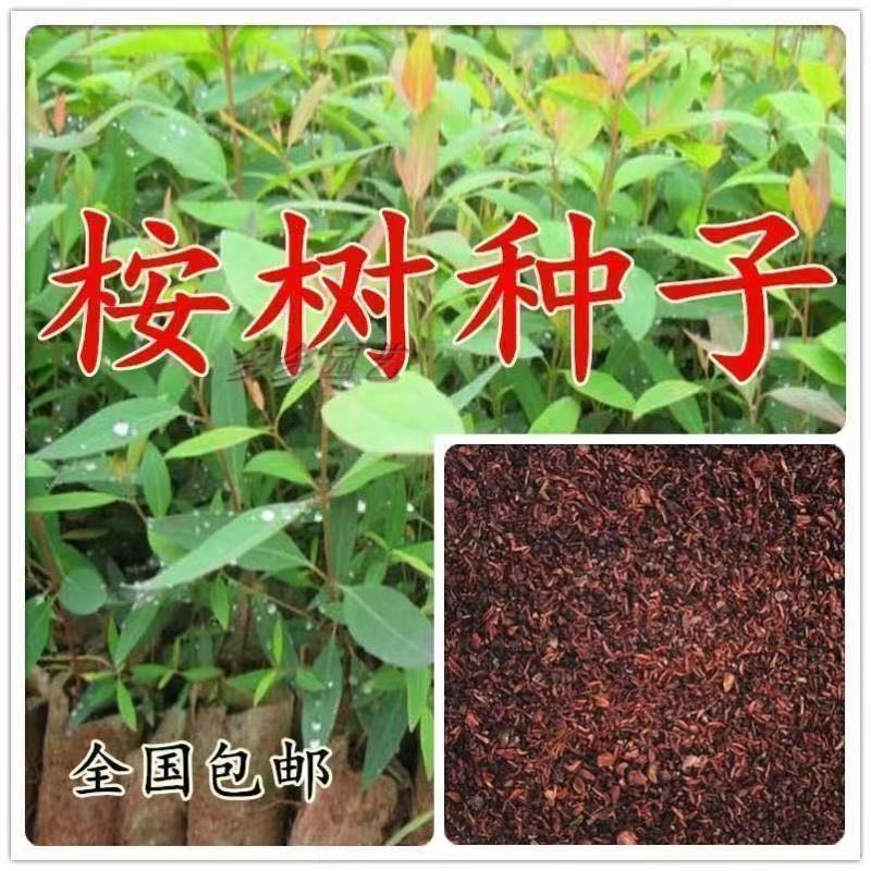桉树种子速生桉树大叶小叶桉树美国巨桉树种
