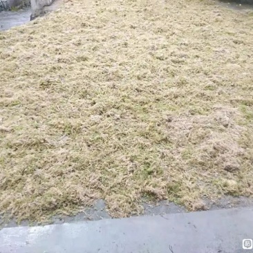 贵州水苔！海花草